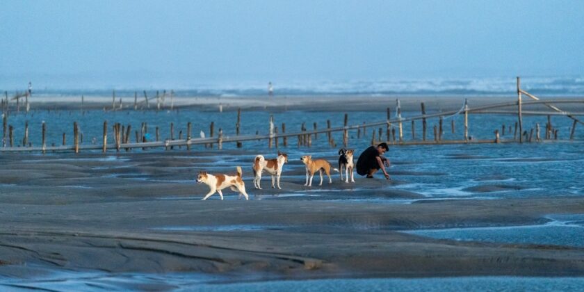 Cani che giocano in una spiaggia libera per cani con una persona single